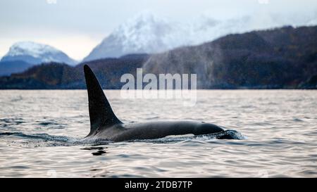 Orca-Killerwal (Orcinus orca) bei der Walbeobachtung vor Skjervøy, Tromsø, Norwegen Stockfoto