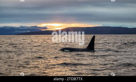 Orca-Killerwal (Orcinus orca) bei der Walbeobachtung vor Skjervøy, Tromsø, Norwegen Stockfoto