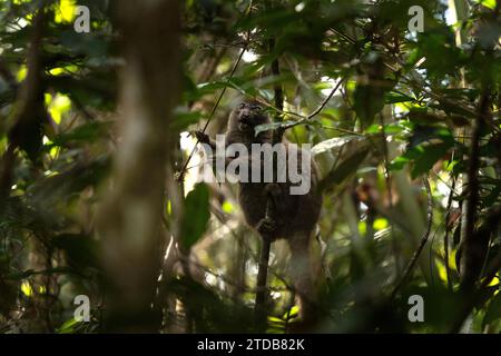 Östlicher Bambuslemur im Wald. Hapalemur griseus ernährt sich von Bambus in Madagaskar. Grauer Lemur im Park. Stockfoto