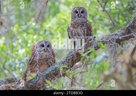 Ein Paar Barred Eulen (Strix varia) auf Ast, Kissimmee, Florida, USA Stockfoto