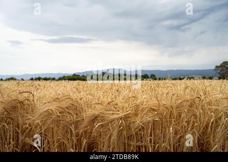 Weizensorten auf einem Feld im Sommer Stockfoto