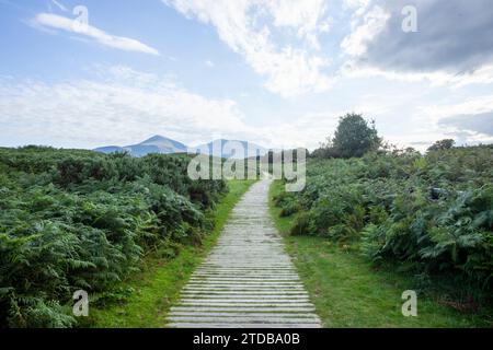 Die Mourne Mountains vom Murlough National Nature Reserve. County Down, Nordirland, Großbritannien. Stockfoto