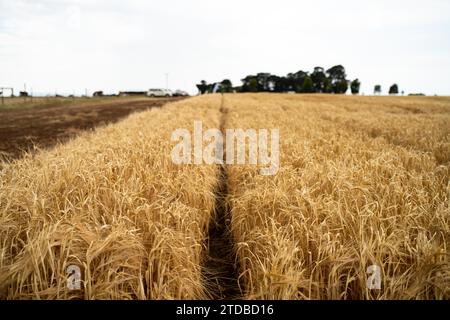 Weizensorten auf einem Feld im Sommer Stockfoto