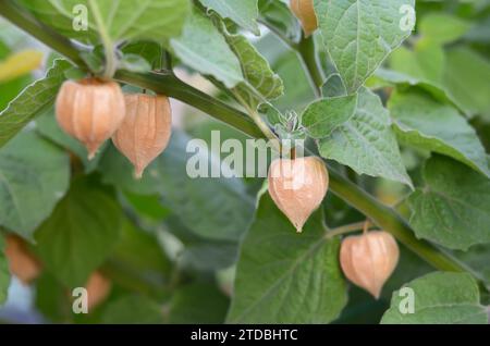 Reife Früchte peruanischer Physalis in trockenen Kelchen an einem Zweig zwischen grünen Blättern. Stockfoto