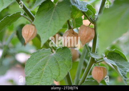 Physalis-Pflanze mit Reifen Früchten in trockenen Kelchen an einem Zweig zwischen grünen Blättern. Stockfoto