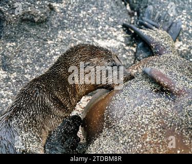 Baby Galapagos Seelöwen säugend, Ein weniger naher Blick, der die Flossen der Mutter zeigt. Galápagos-Inseln, Ecuador Stockfoto