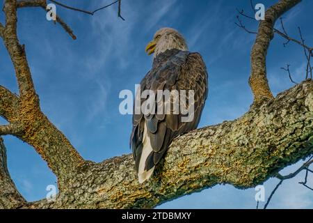 Der Weißkopfadler sitzt im Baum am Cumberland River, der durch das Fort Donelson National Battlefield in Dover, Tennessee fließt. Stockfoto