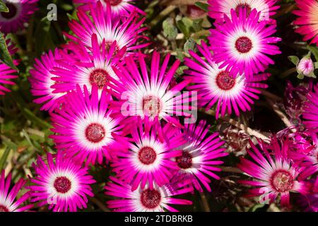 Pink Livingstone Daisies (Cleretum bellidiforme) Stockfoto
