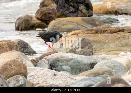 Afrikanischer Austernfischer (Haematopus moquini) oder afrikanischer schwarzer Austernfischer auf den Felsen des Noordhoek Beach auf der Kap-Halbinsel, Südafrika. Stockfoto