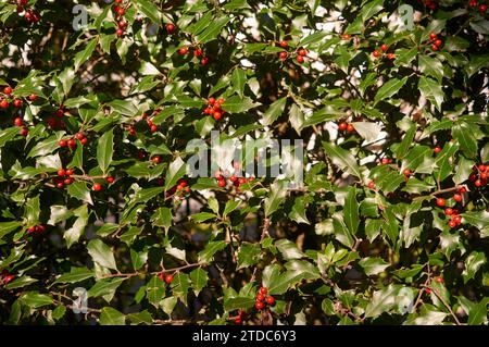 Nahaufnahme eines stechpalmenbusches mit roten Beeren und grünen Blättern, Hintergrund Stockfoto