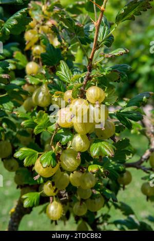 Stachelbeere oder europäische Stachelbeere (Ribes uva-crispa). Grüne Bio-Stachelbeeren im Garten. Stockfoto