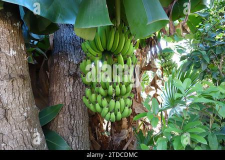 Bündel von grünen Bananen auf Bananenstaude Stockfoto