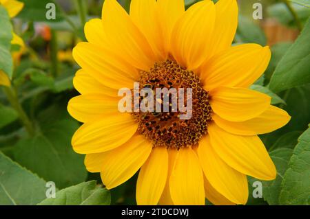 Biene auf Sonnenblume Stockfoto