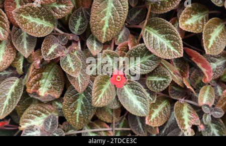Blick auf eine kleine rote Blume, die auf einer Pflanze der Gattung Episcia blüht, die bräunliche Blätter hat. Diese Pflanze wird auch als Episcia cupreata oder Flam bezeichnet Stockfoto
