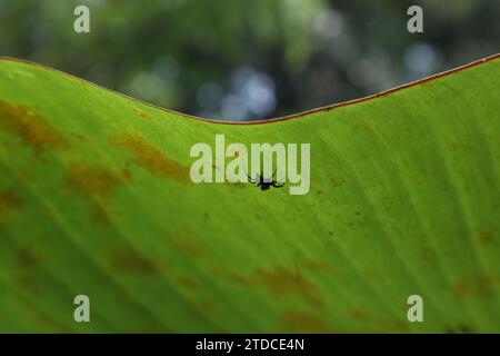 Niedriger Blickwinkel einer winzigen metallischen blauen Spinne, bekannt als die Banded Phintella (Phintella Vittata), die auf der Unterseite eines Bananenblattes läuft Stockfoto