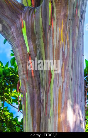 Bunte mehrfarbige Rinde Regenbogen Eukalyptus Gummibaum Eucalyptus deglupta Honolulu Oahu Hawaii. Sie ist heute in Indonesien in der ganzen Welt beheimatet. Stockfoto