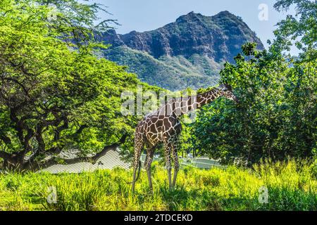 Farbenfrohe braune weiße Netzgiraffe Giraffa reticulata Diamond Head Waikiki Oahu Hawaii. Heimisch in Afrika. Das höchste Mammal der Welt. Stockfoto