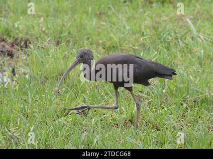 Seitenansicht des Hochglanz-Ibis-Watschens auf der Suche nach Essen in den wilden Sümpfen des amboseli-Nationalparks, kenia Stockfoto