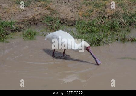 afrikanischer Löffelschnabel schwingt seinen Kopf von Seite zu Seite, um im wilden Lake amboseli National Park in kenia Nahrung zu finden Stockfoto