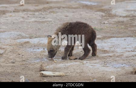 Niedlicher durstiger, lachender Hyänenjunge, der Wasser aus einer Pfütze im wilden amboseli-Nationalpark in kenia trinkt Stockfoto