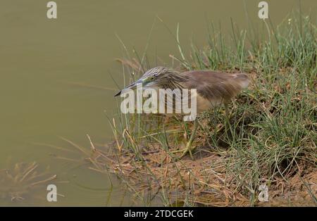 Squakreiher, der wachsam stand und sich leise gebeugt hat, während er am Ufer in den wilden Seen des amboseli-Nationalparks in kenia jagt Stockfoto