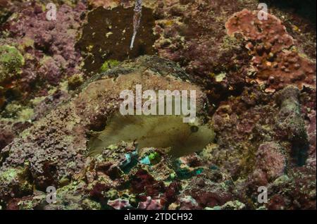 Ein gelber Weißblattfisch in den gesunden Korallenriffen des watamu Marine Parks, kenia Stockfoto