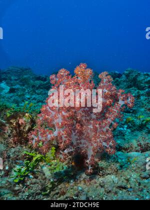 Pulsierende Haemprich weiche Korallen im klaren blauen Wasser und gesunden Korallengärten des watamu Marine Park, kenia Stockfoto