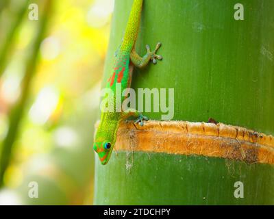 Green Gecko - La Réunion, Maskarene-Inseln, Indischer Ozean, d’Outre-Mer Stockfoto