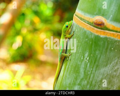 Green Gecko - La Réunion, Maskarene-Inseln, Indischer Ozean, d’Outre-Mer Stockfoto