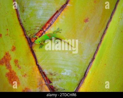 Green Gecko - La Réunion, Maskarene-Inseln, Indischer Ozean, d’Outre-Mer Stockfoto