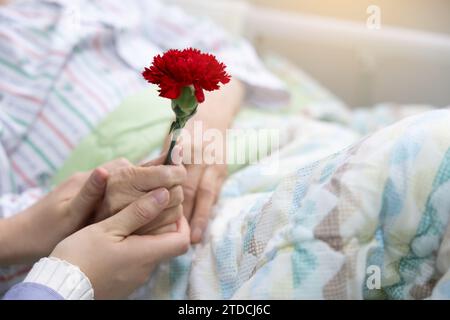Die Hand der Enkelin, die am Muttertag eine Nelke in die Hand ihrer Großmutter legt Stockfoto