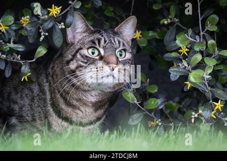 Eine grüne Katze mit Augen, die sich im Tarnmodus in den Büschen versteckt, auf ein Motiv im Garten fixiert, bereit zum Sturz Stockfoto