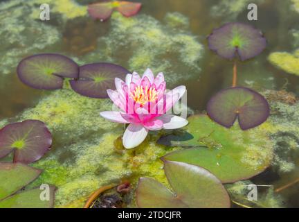 Schöne, rote Lilie auf dem Teich Nahaufnahme Stockfoto