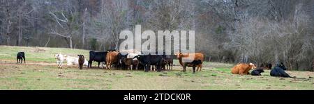Banner einer Herde kommerzieller Rinder auf einer Winterweide in Alabama im Januar. Stockfoto