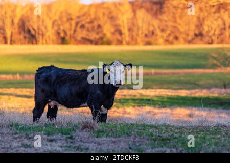 Schwarze kahle Färse, die in die Kamera schaut, steht am späten Nachmittag im Schatten, während die Sonne sich von der Baumgrenze in der Ferne reflektiert. Stockfoto