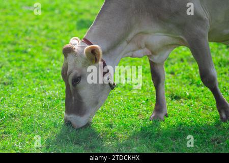 Kuh auf Rasen. Kuh weidet auf grüner Wiese. Holsteinkuh. Ökologischer Landbau. Kühe in einem Bergfeld. Kühe auf einer Sommerweide. Idyllische Landschaft mit Herde o Stockfoto