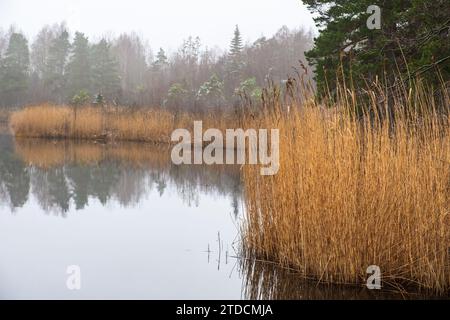 Wasserrand mit Schilf in einem See mit Nebel Stockfoto