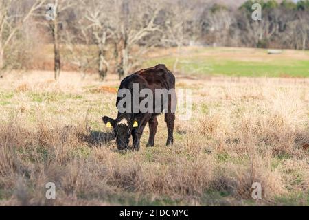 In der Nachmittagssonne weidet eine einsame Angus-Kreuzungsfärse auf einer Winterweide im Zentrum von Alabama. Stockfoto