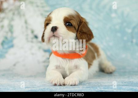 Niedlicher Kavalier King Charles Spaniel Welpe auf blauem Hintergrund Stockfoto
