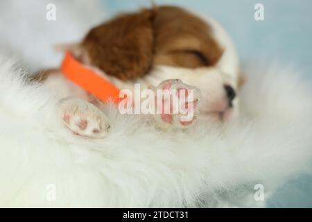Niedlicher schlafender Kavalier King Charles Spaniel Welpe auf weißem Hintergrund Stockfoto