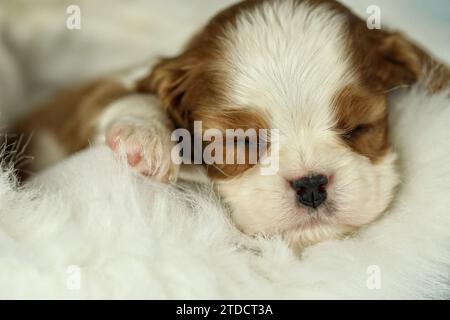 Niedlicher schlafender Kavalier King Charles Spaniel Welpe auf weißem Hintergrund Stockfoto