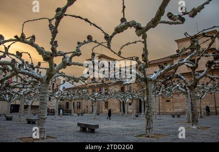 La plaza Viriato de Zamora, con sus curiosos árboles y con los tonos del atardecer, es uno de los lugares más emblemáticos de la ciudad, España Stockfoto