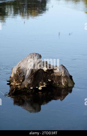 Pappelpilz oder Samtpioppini, Cyclocybe aegerita, auch bekannt als Agrocybe cylindracea Pilze, die auf dem untergetauchten Pappelbaum im Fluss wachsen Stockfoto