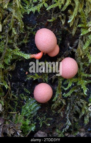Pink Lycogala Epidendrum Slime Mold oder Schleimform, bekannt als Wolf's Milk oder Groening's Slime wächst mit Moos auf verrottendem Baumstamm Stockfoto