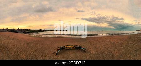 Riesige blaue Krabbe am Strand bei einem Panorama-Sonnenuntergang im selektiven Fokus. Stockfoto