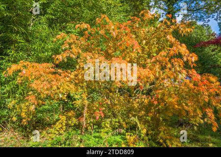 Japanischer Ahorn (Acer palmatum) Queenswood Country Park Herefordshire Vereinigtes Königreich. Oktober 2020 Stockfoto