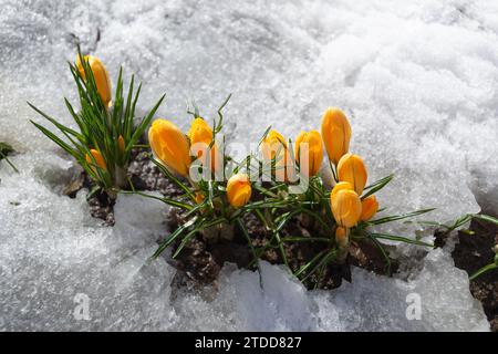 Die ersten gelben Frühlingskrokusse im Schnee Stockfoto