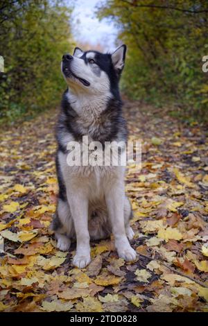 Alaska Malamute im Frühlingswald Stockfoto