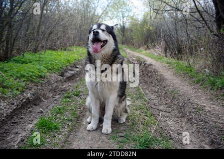 Alaska Malamute im Frühlingswald Stockfoto