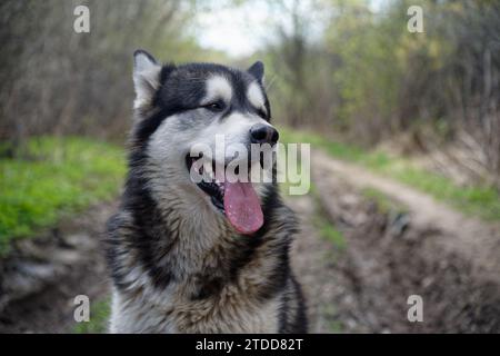 Alaska Malamute im Frühlingswald Stockfoto